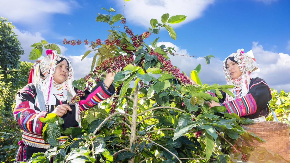 Behind the Beans: Meet Our Coffee Farmers and Their Sustainable Practices